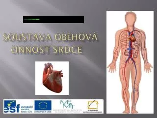 soustava ob hov innost srdce