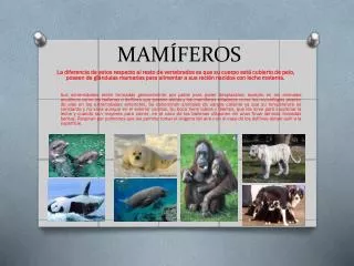 mam feros