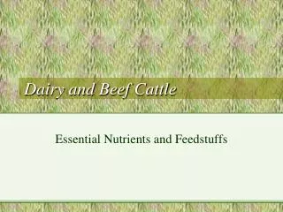 Dairy and Beef Cattle
