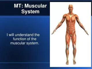 MT: Muscular System