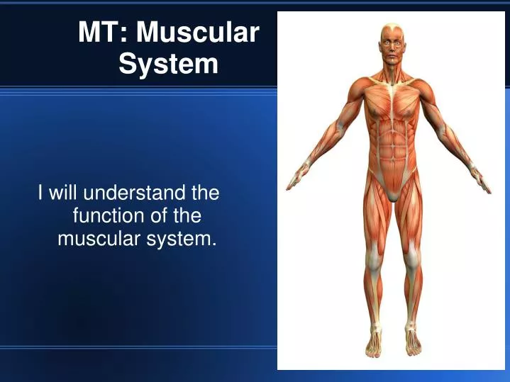i will understand the function of the muscular system