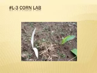 #L-3 Corn Lab