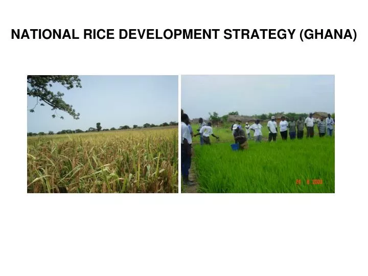 national rice development strategy ghana