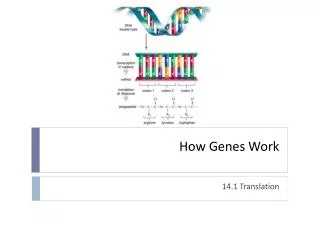 How Genes Work