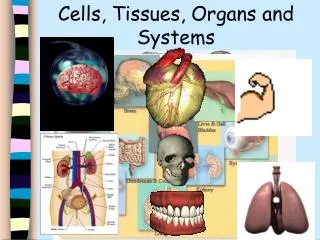 Cells, Tissues, Organs and Systems