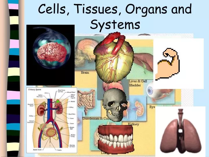 cells tissues organs and systems