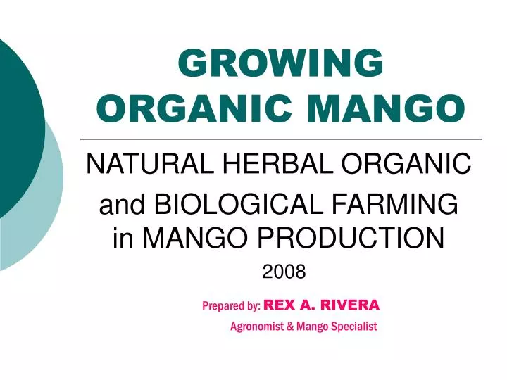 growing organic mango
