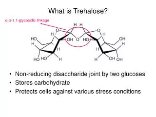 What is Trehalose?
