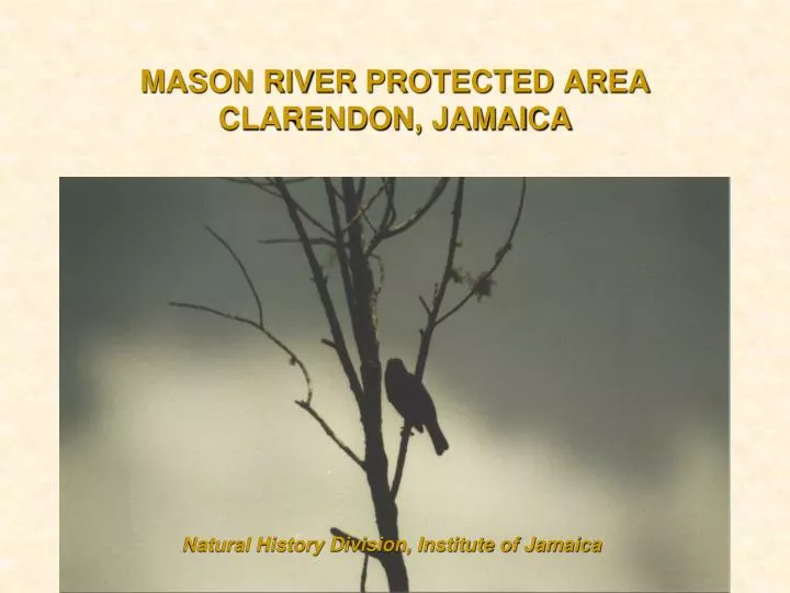 mason river protected area clarendon jamaica