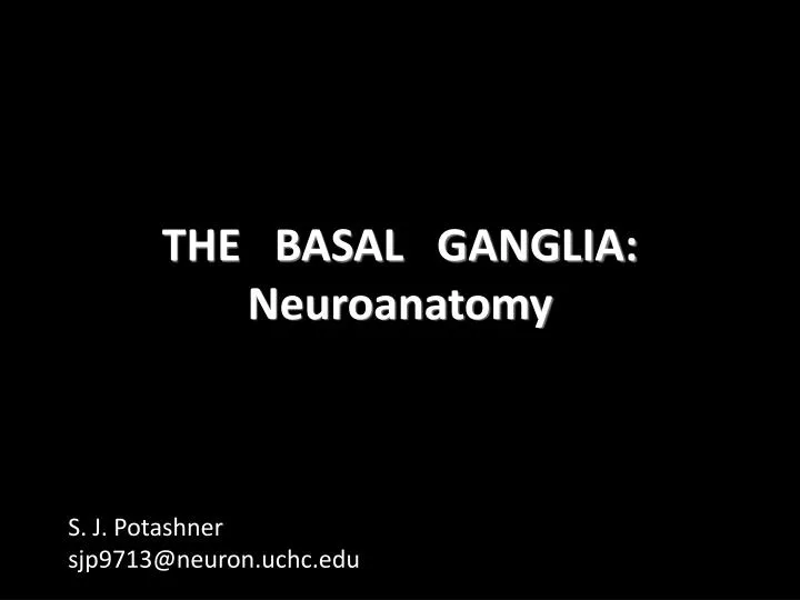 the basal ganglia neuroanatomy