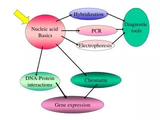 Nucleic acid Basics