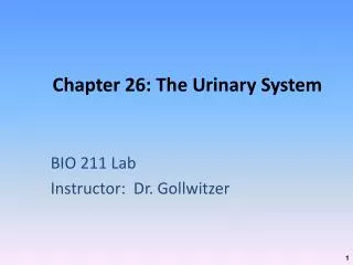 chapter 26 the urinary system