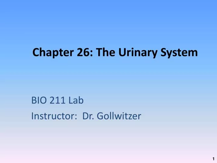 chapter 26 the urinary system
