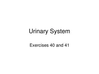 Urinary System