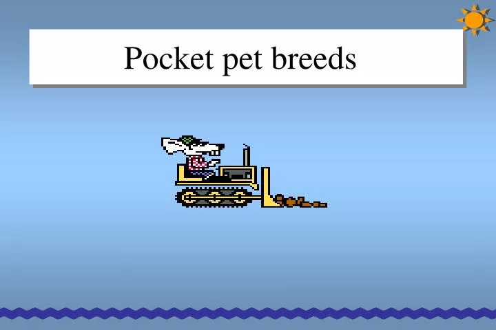 pocket pet breeds