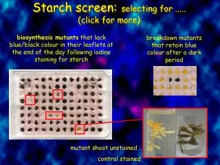 Starch screen: selecting for ..... (click for more)