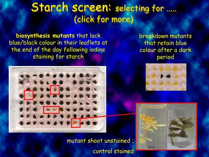 starch screen selecting for click for more