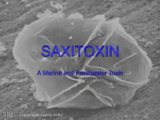 SAXITOXIN