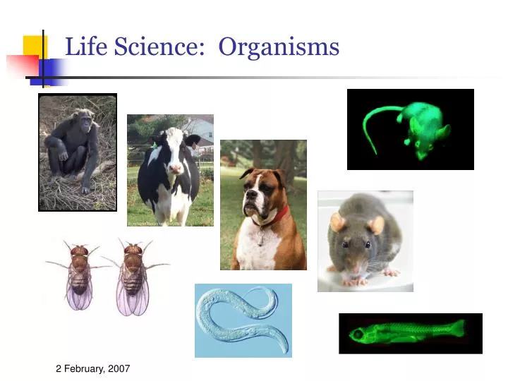 life science organisms