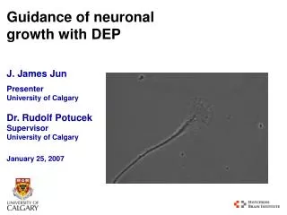 Guidance of neuronal growth with DEP