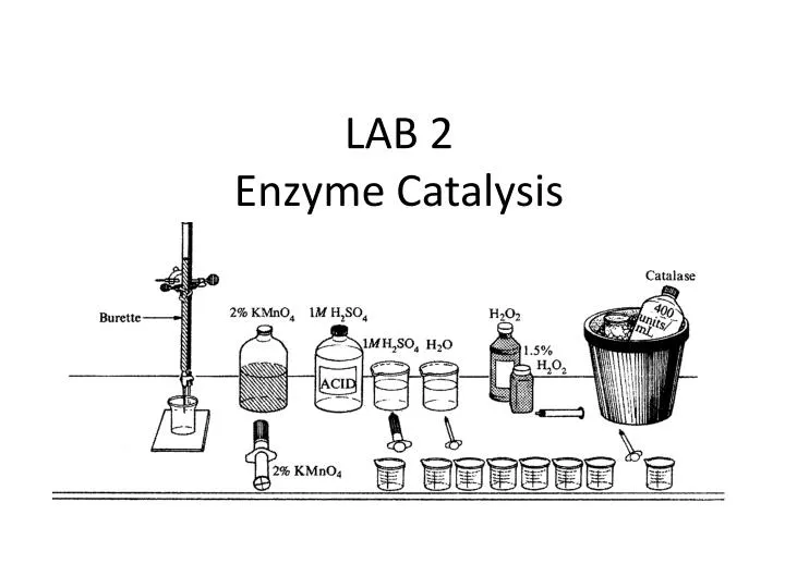 lab 2 enzyme catalysis