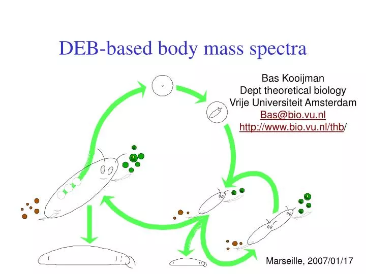deb based body mass spectra