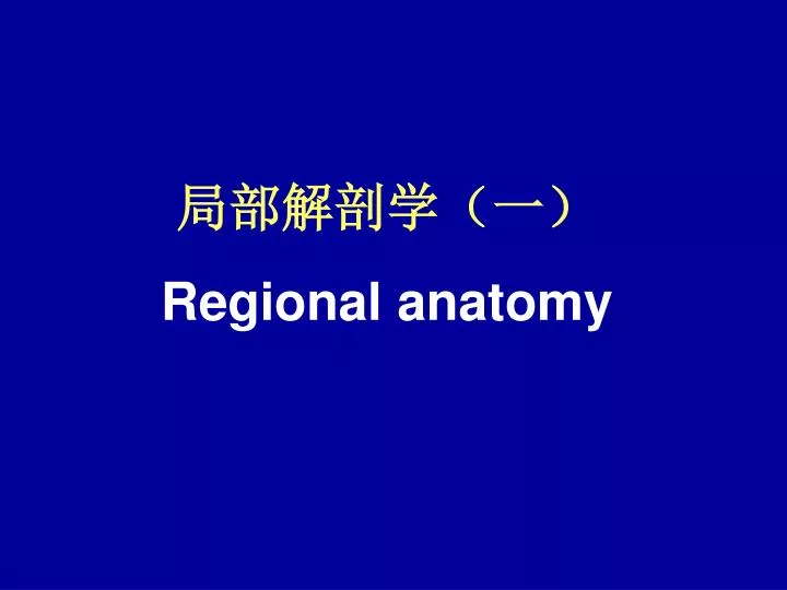 regional anatomy