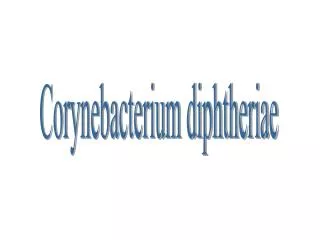 Corynebacterium diphtheriae