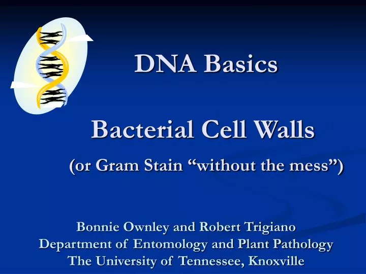 dna basics bacterial cell walls or gram stain without the mess