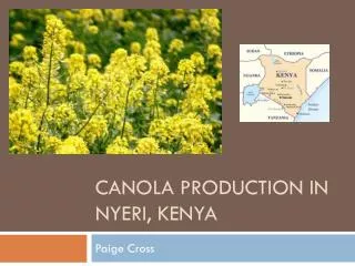 Canola production in nyeri , kenya