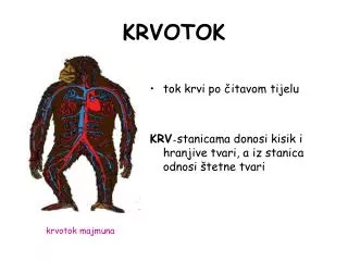 krvotok