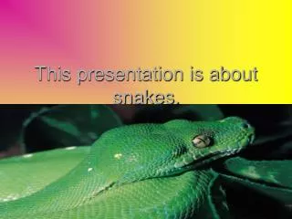 This presentation is about snakes.