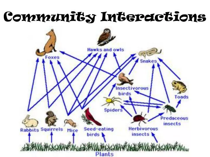 community interactions