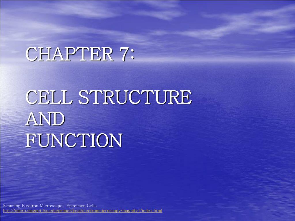 PPT - CHAPTER 7: CELL STRUCTURE AND FUNCTION PowerPoint Presentation ...