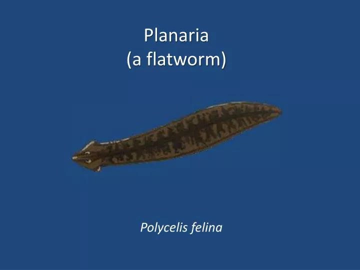 planaria a flatworm