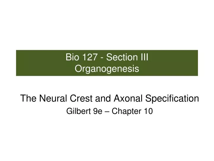 bio 127 section iii organogenesis