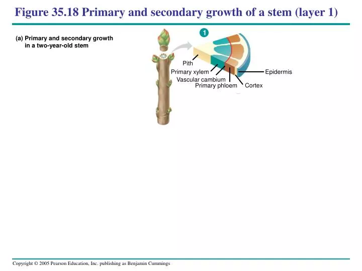 figure 35 18 primary and secondary growth of a stem layer 1