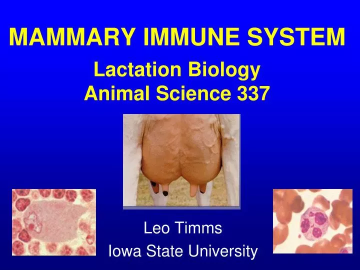 mammary immune system lactation biology animal science 337