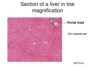 Section of a liver in low magnification