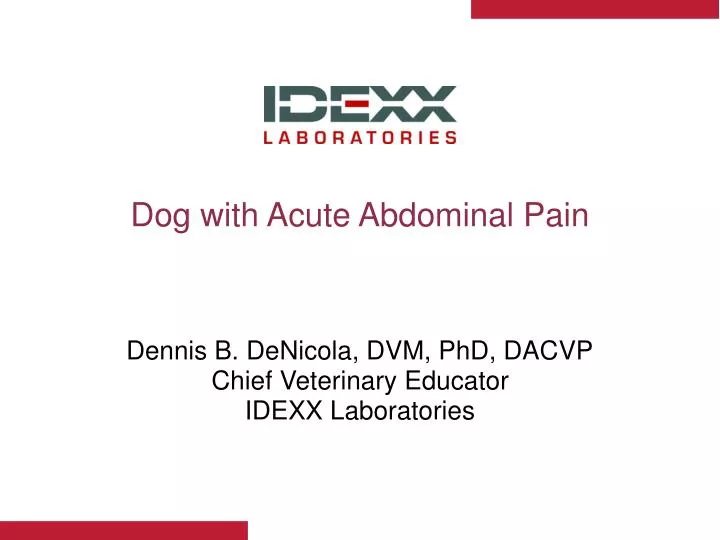 dog with acute abdominal pain
