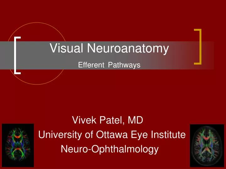 visual neuroanatomy efferent pathways