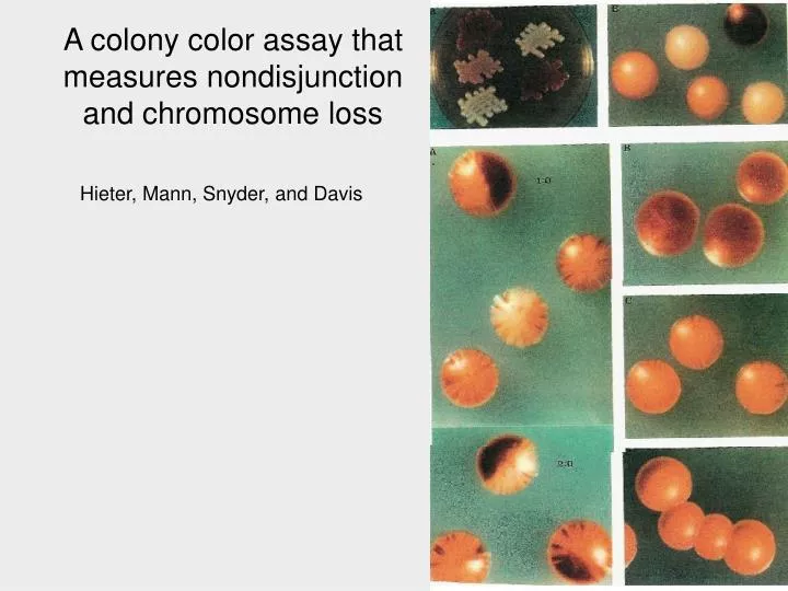 a colony color assay that measures nondisjunction and chromosome loss