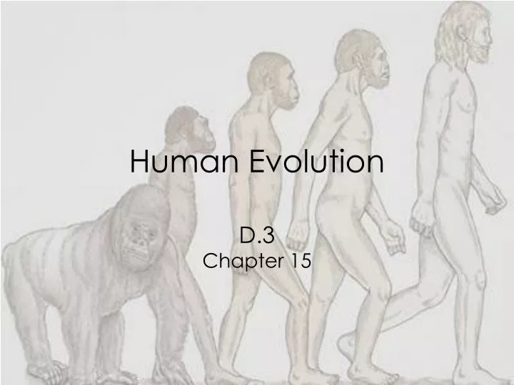 human evolution