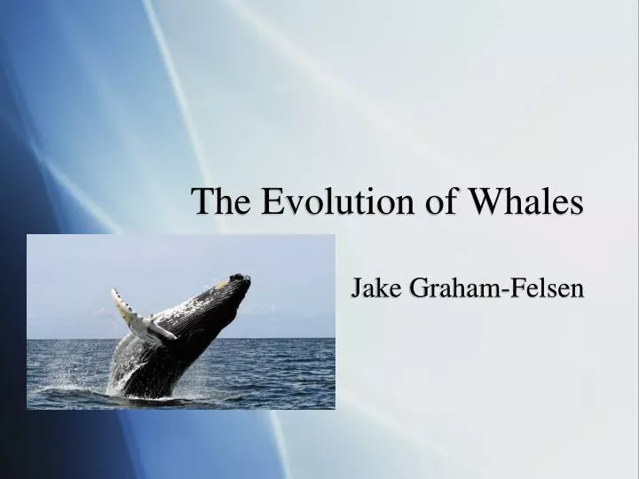 the evolution of whales
