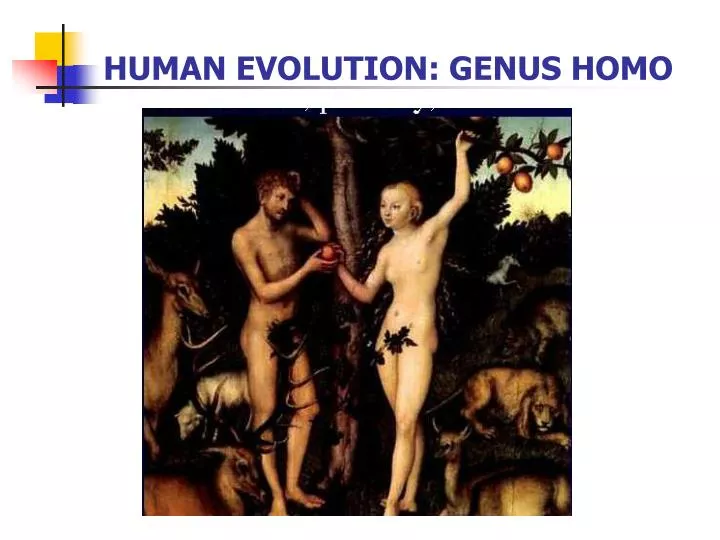 human evolution genus homo