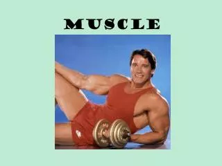muscle