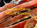 Introduction to Muscle Anatomy - slide 1