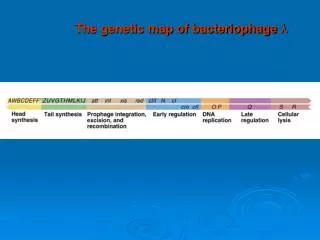 The genetic map of bacteriophage l