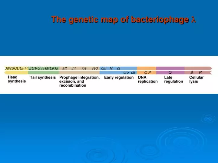 the genetic map of bacteriophage l