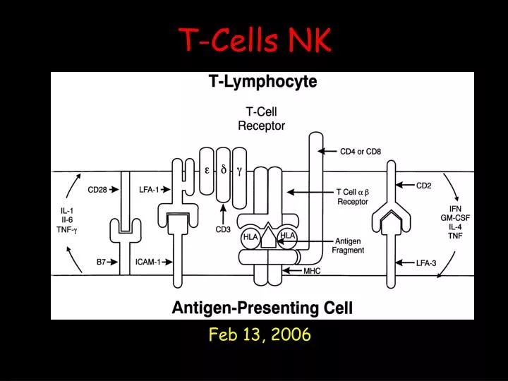 t cells nk